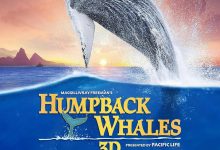 座头鲸 Humpback Whales (2015)
