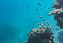 大堡礁 The Great Barrier Reef（1999）