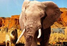 纳米比亚:荒野的精神 Namibia:The.Spirit of Wilderness(2016)