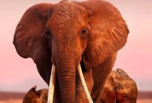 大象女王 The Elephant Queen (2018)