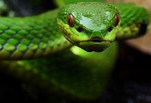 蛇的秘密生活 The Secret Life of Snakes(2016)