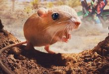微观世界 Tiny Creatures (2020)