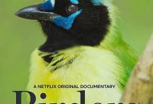 观鸟者 Birders (2019)