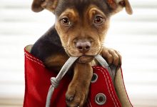 一条狗的回家路 A Dog’s Way Home (2019)