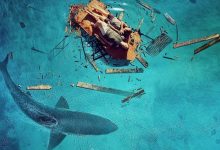 鲨海困斗 The Requin (2022)