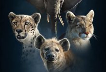 王朝 第二季 Dynasties Season 2 (2022)