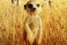 蒙哥 The Meerkats (2008)
