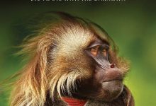 非洲 Africa (2013)