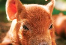 最大的小小农场 The Biggest Little Farm (2018)