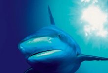 蓝色星球 The Blue Planet (2001)