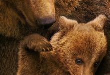 熊世界 Bears (2014)