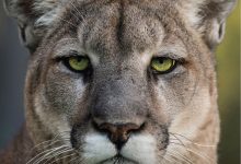 Deep in the Heart: A Texas Wildlife Story (2022)