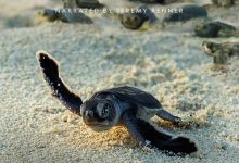 生灵奇旅 Incredible Animal Journeys (2023)